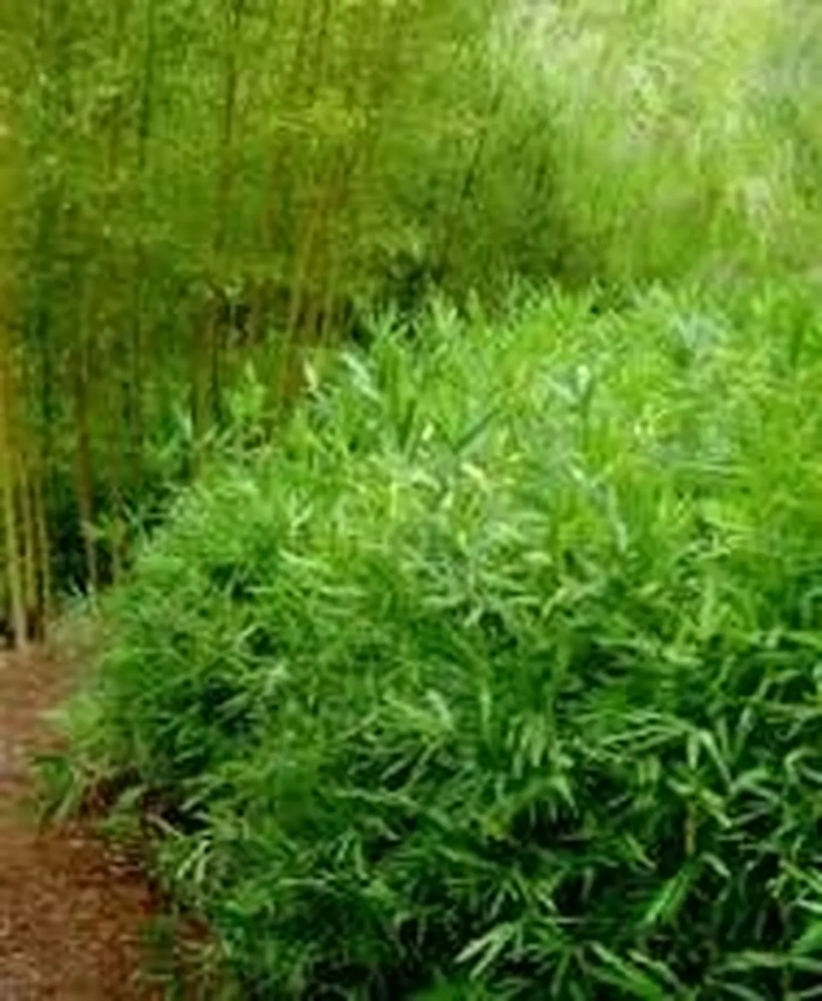 foto bambu 1