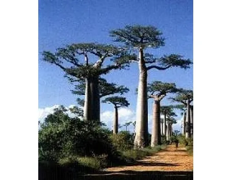 foto baobab