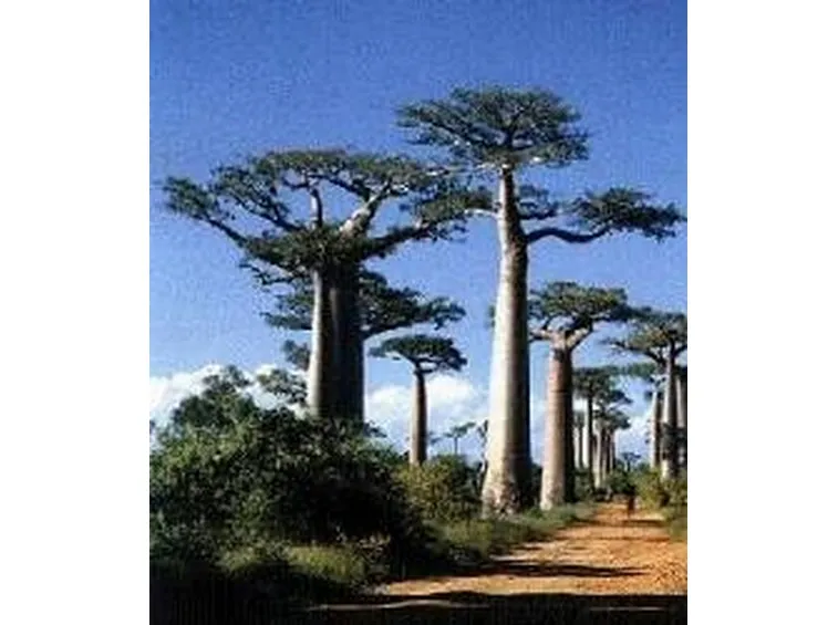 foto baobab