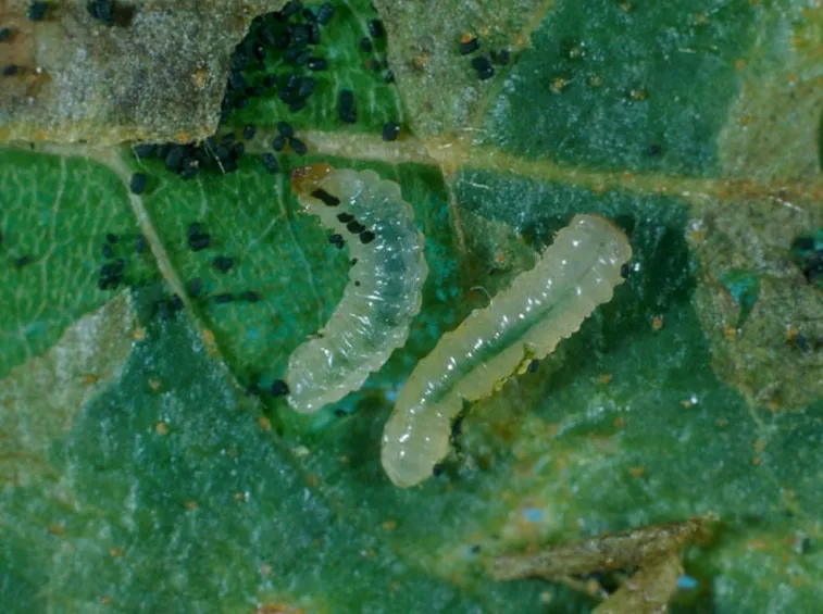 Insetti pianta betulla