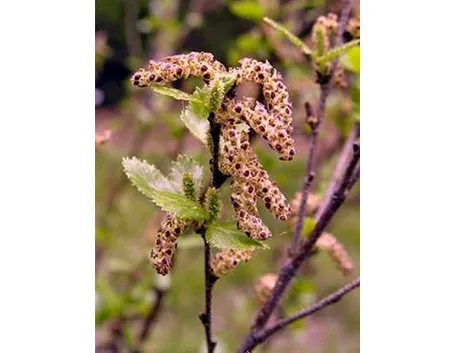 betula humilis