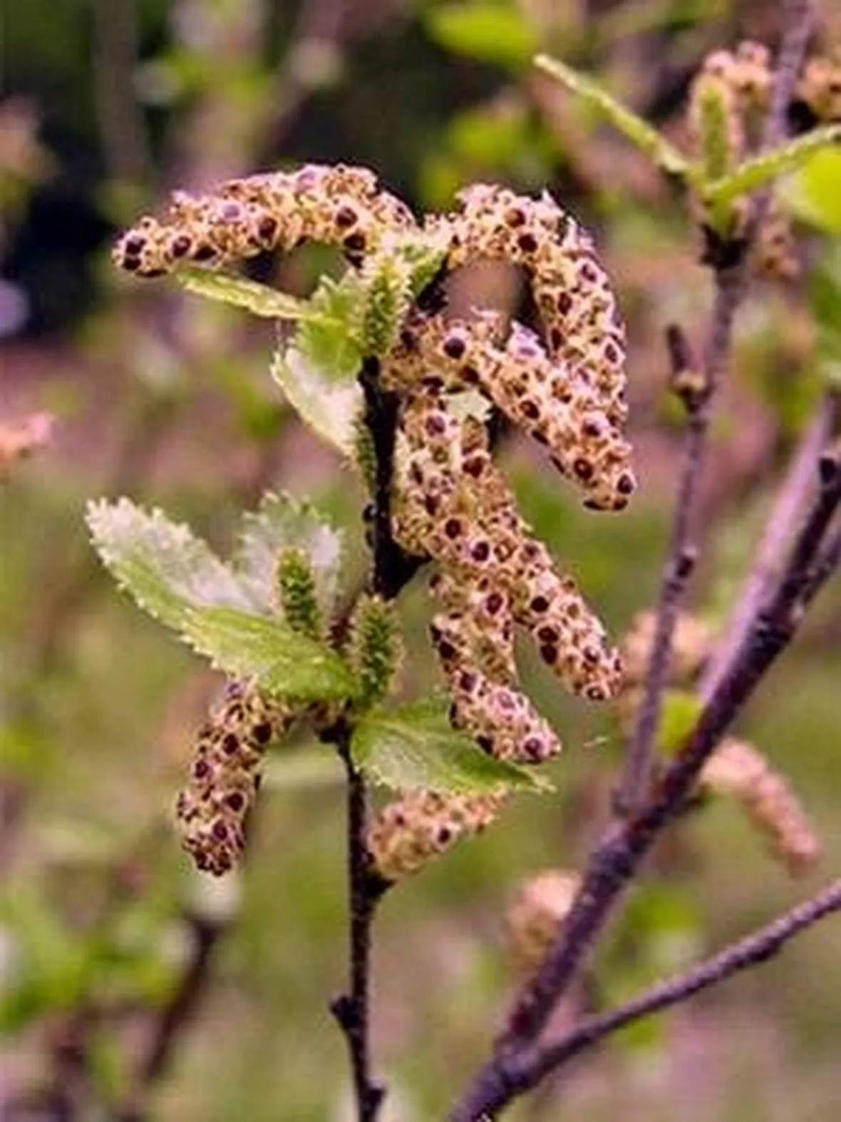 betula humilis