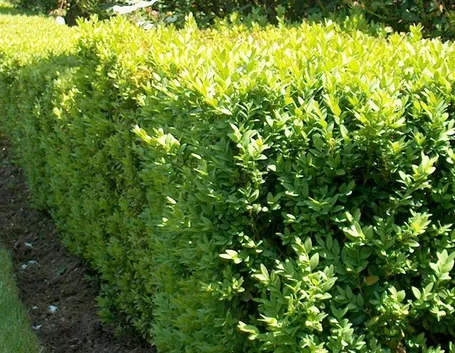 Siepe di buxus sempervirens