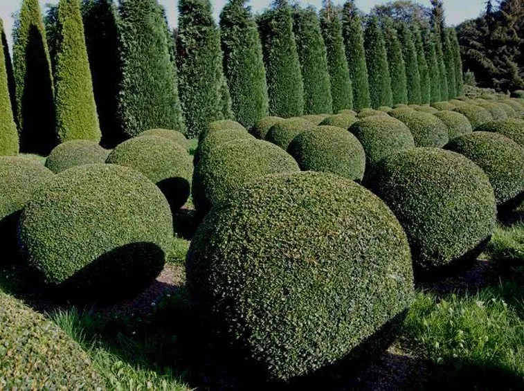 Buxus sempervirens con forma rotonda