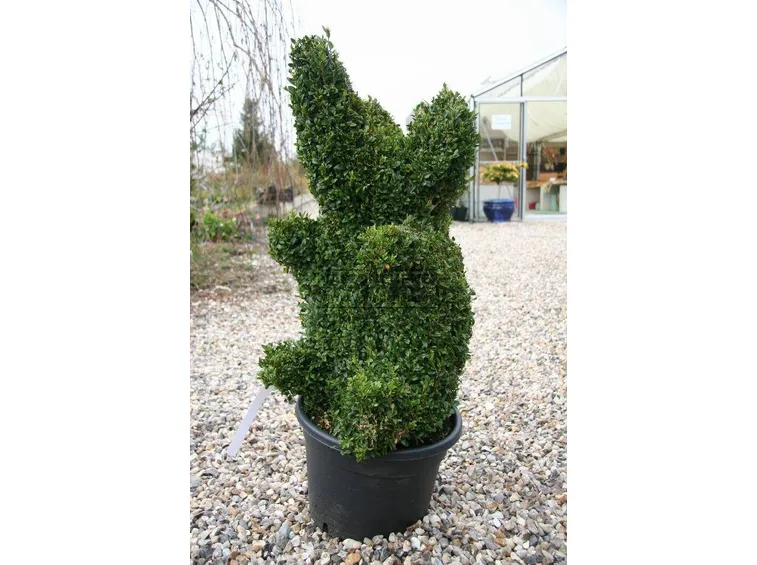Divertente potatura di un buxus sempervirens