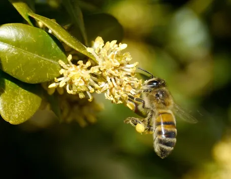 Esempio di Buxus coltivato in piena terra.