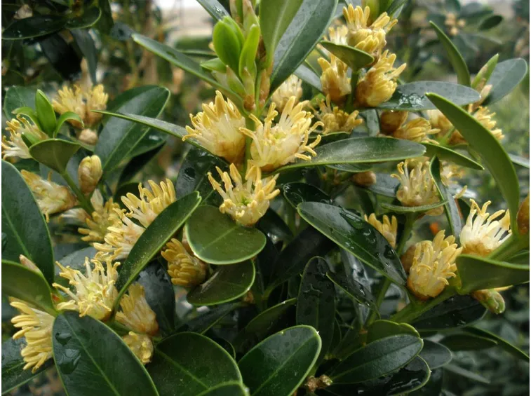 Coltivazione del Buxus.