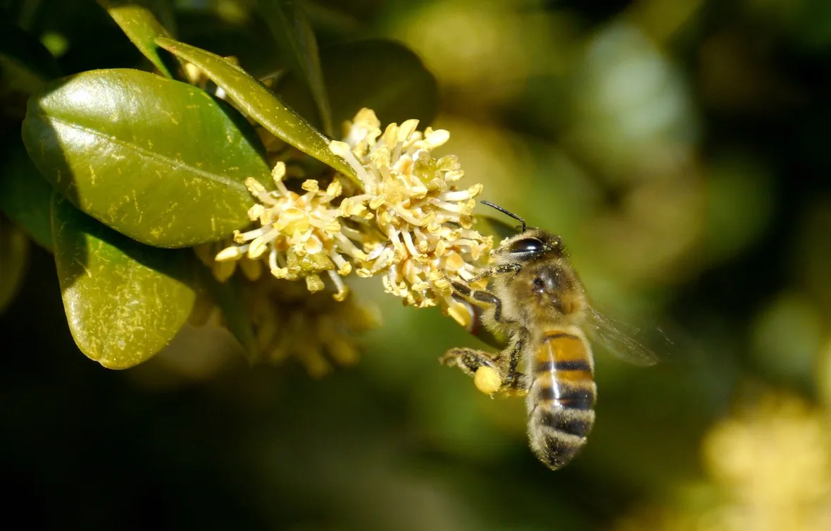 Esempio di Buxus coltivato in piena terra.