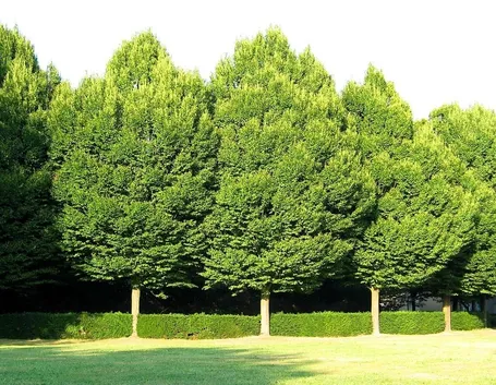 Alberi carpino