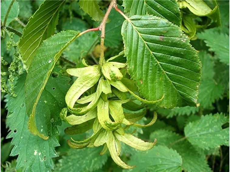 Carpino nero