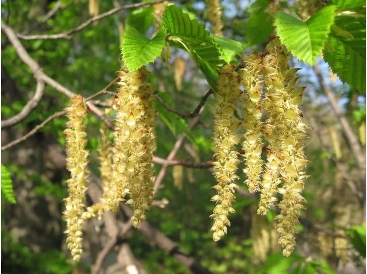 Ramo fiori