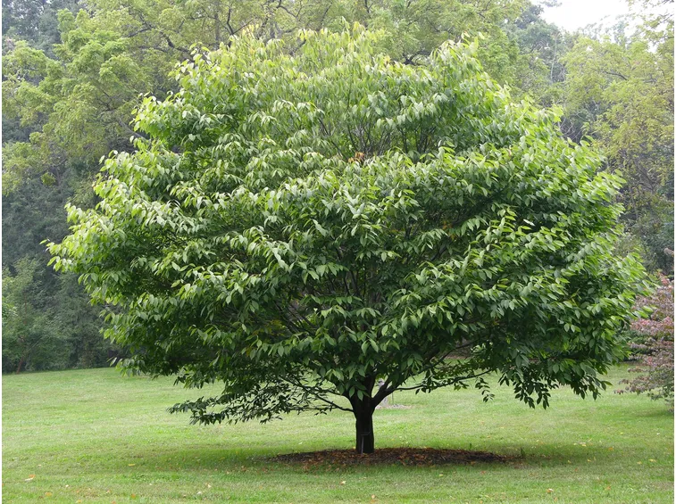 Albero carpinella