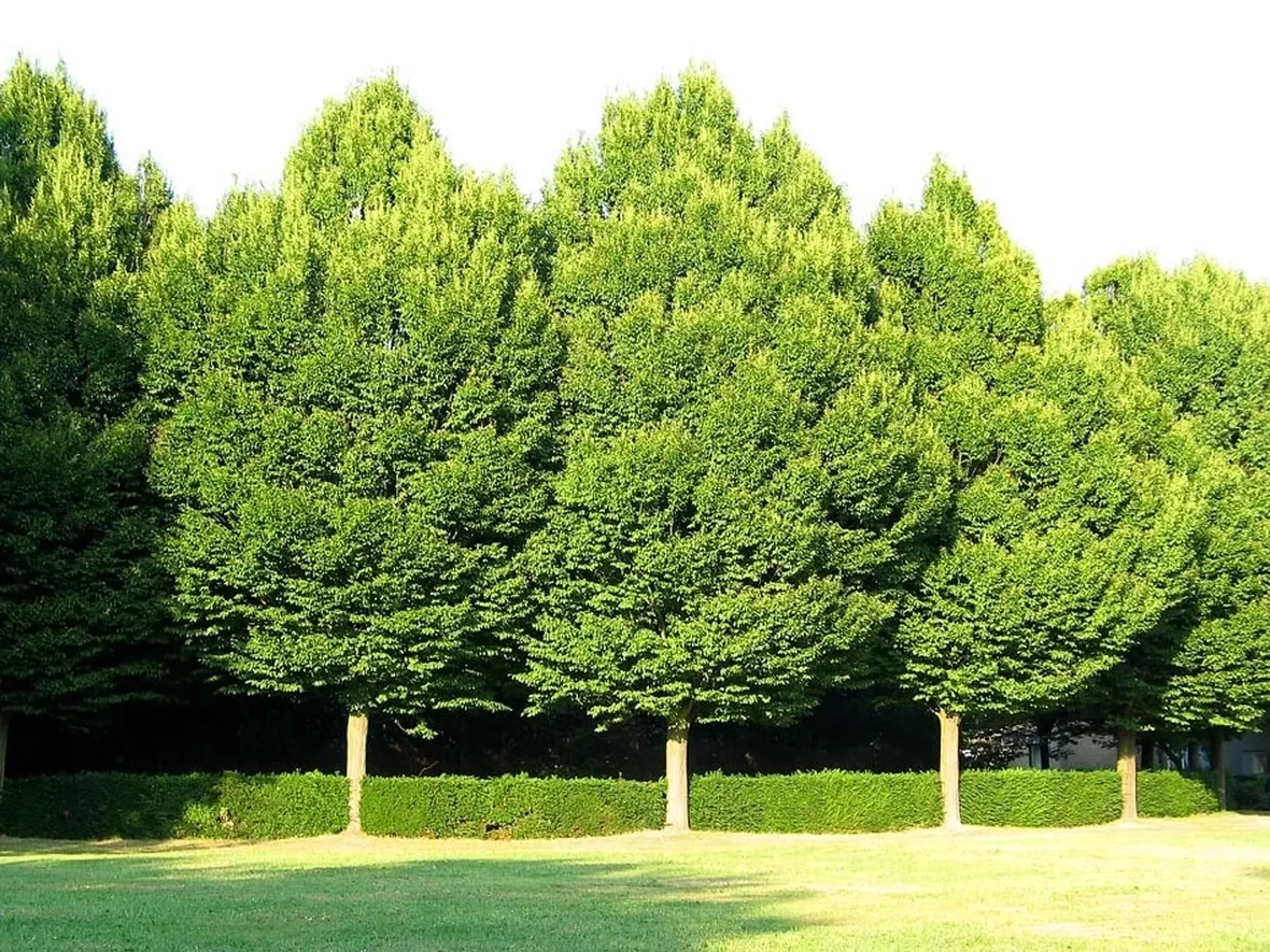 Alberi carpino