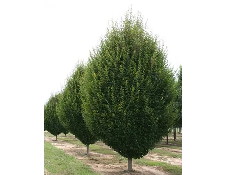 carpino