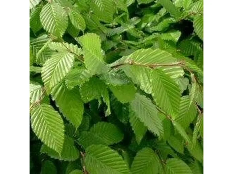 foglia carpino
