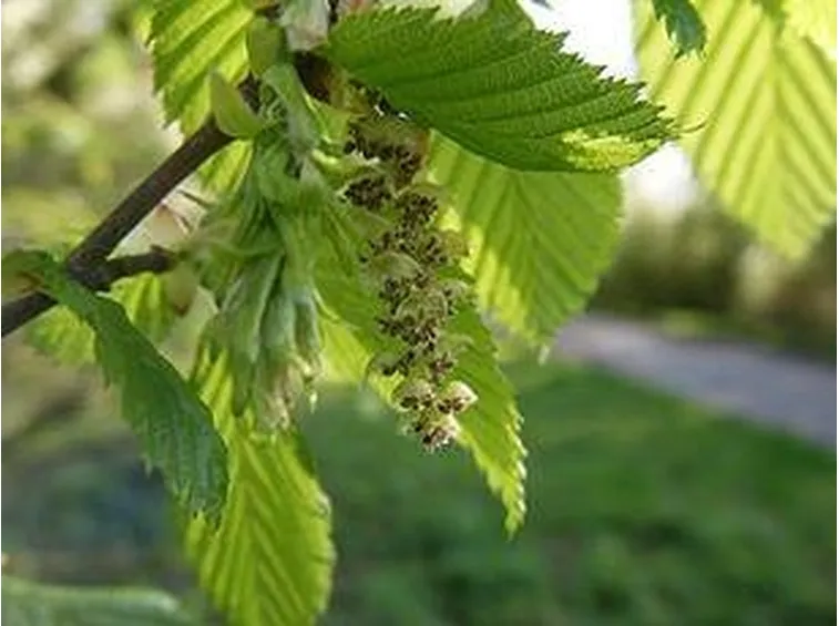 fiore carpino