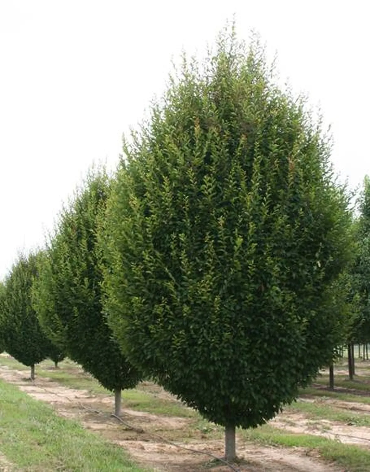 carpino