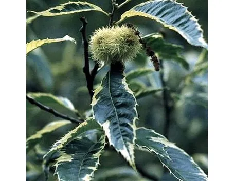 castanea sativa aureo