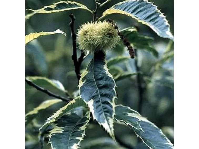 castanea sativa aureo