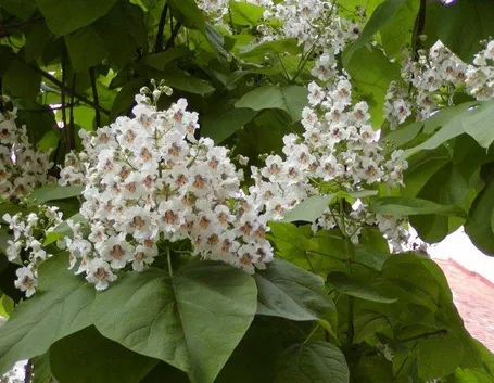 Infiorescenze della Catalpa bignonioides