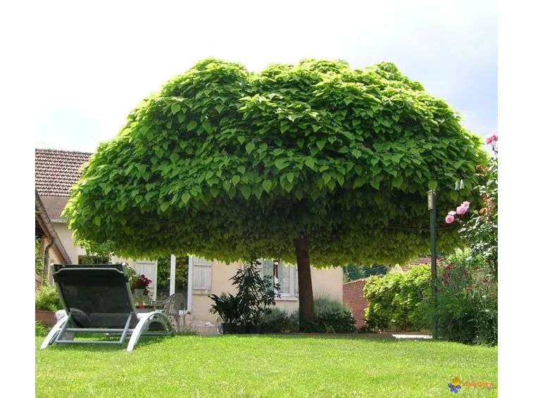 Albero di catalpa bignonioides