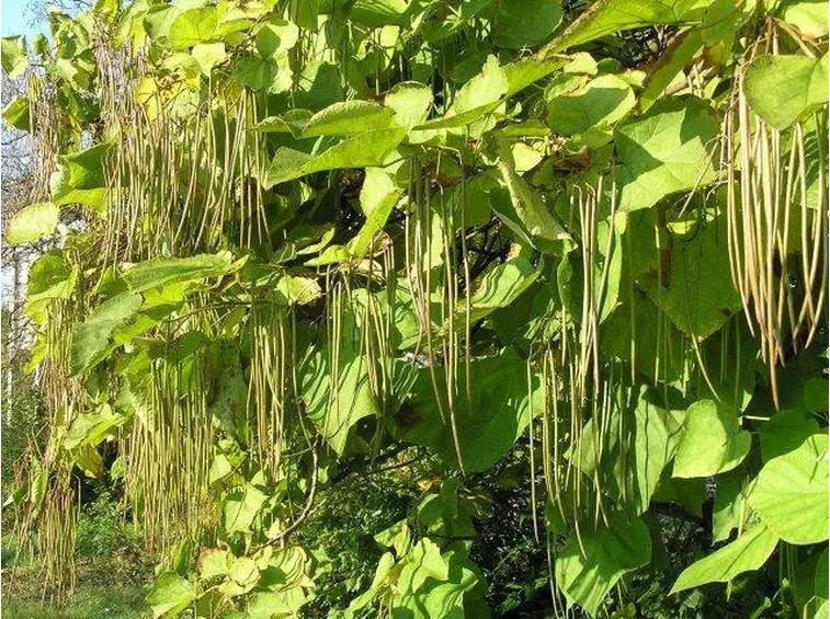 Catalpa bignonioides tra autunno e inverno