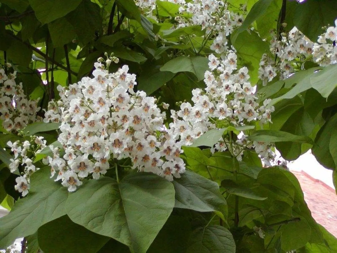 Infiorescenze della Catalpa bignonioides