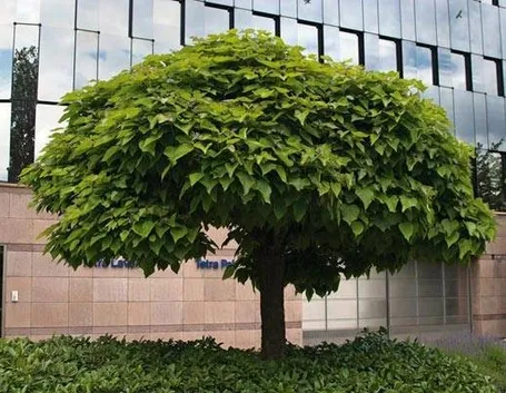 Pianta di catalpa
