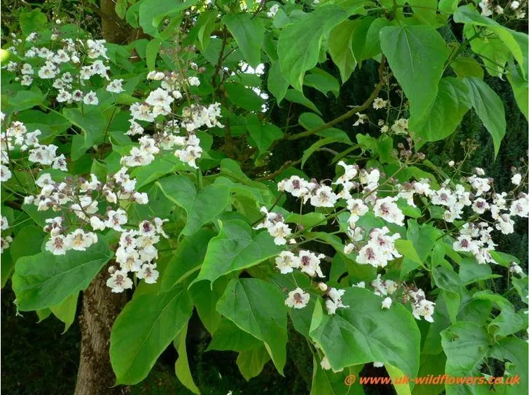 Catalpa in fiore
