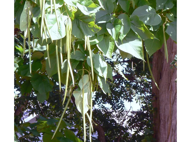 I frutti della catalpa cinese