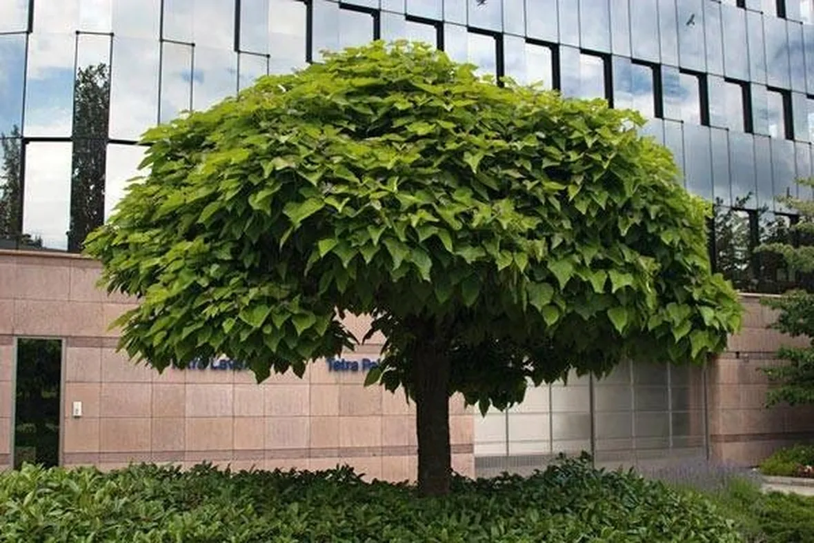Pianta di catalpa