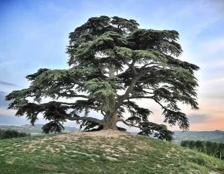 cedrus libani