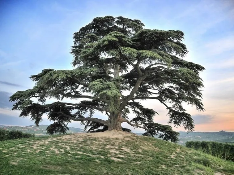 cedrus libani