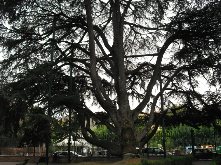 cedro del libano ferrara