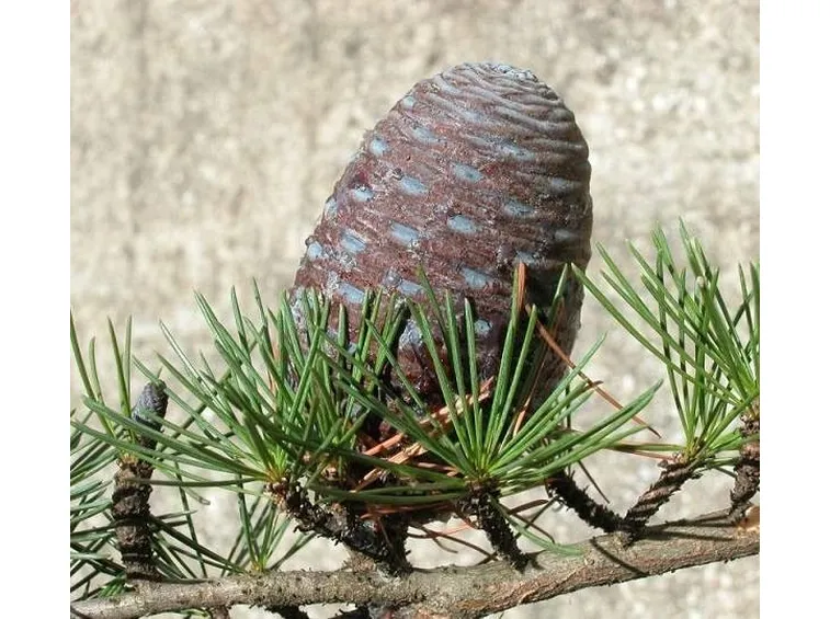 cedro del libano