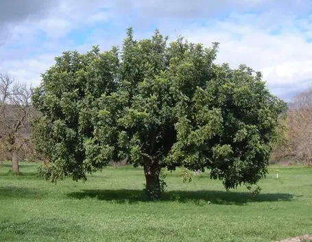 Dettaglio frutti Ceratonia siliqua.