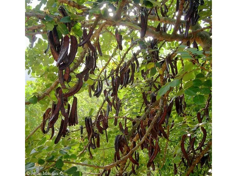 Dettaglio fogliame Ceratonia siliqua.