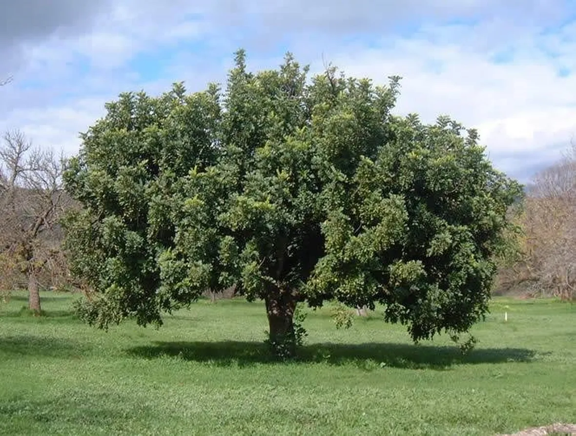 Dettaglio frutti Ceratonia siliqua.