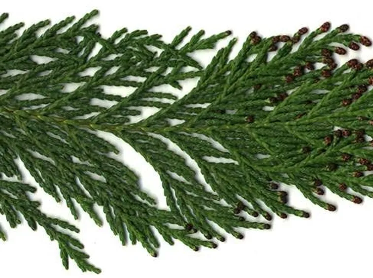 Dettaglio fogliame Chamaecyparis.