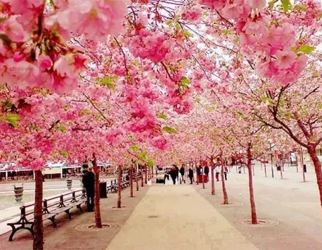 Un viale di ciliegi da fiore giapponesi