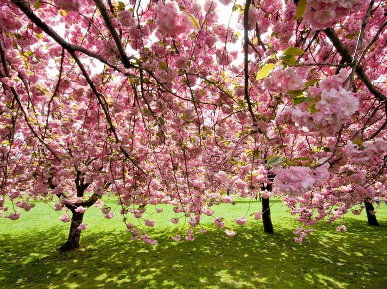 Un giardino pubblico con ciliegi da fiore