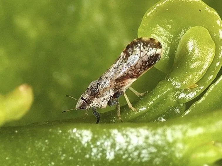 Siliquastro