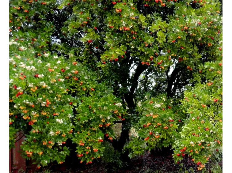 Piante corbezzoli fiori frutti
