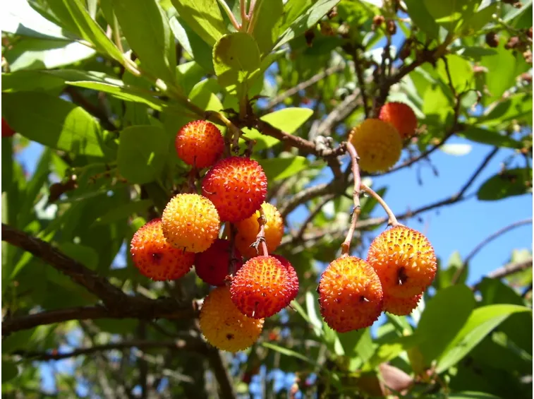 Frutti corbezzolo