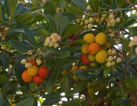 arbutus unedo