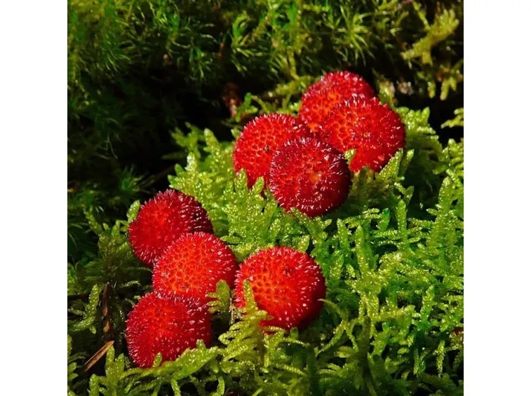 corbezzolo