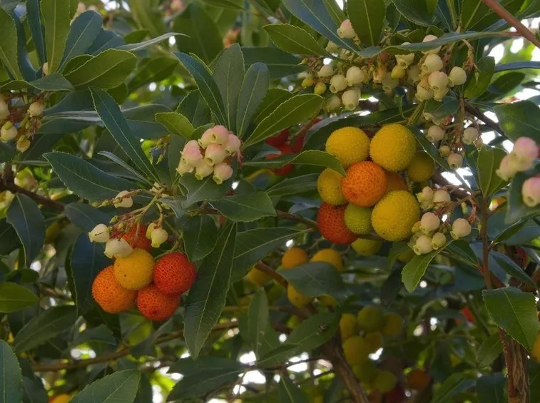 arbutus unedo