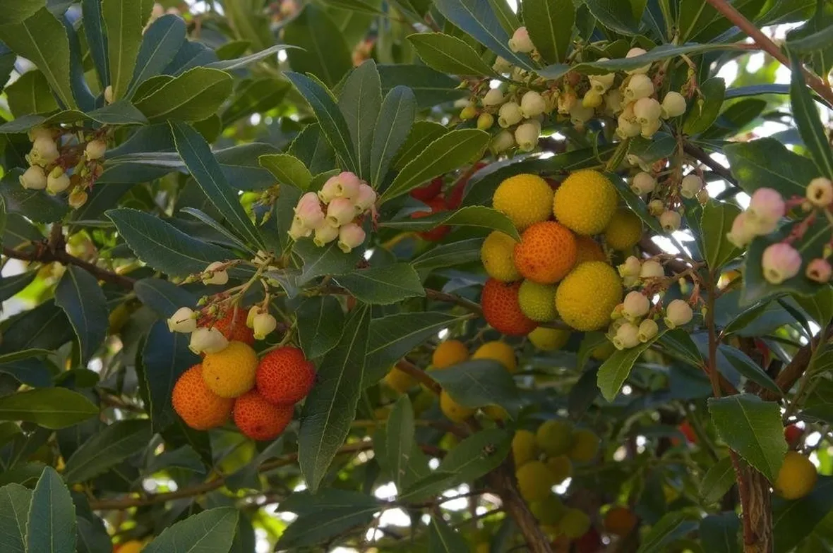 arbutus unedo