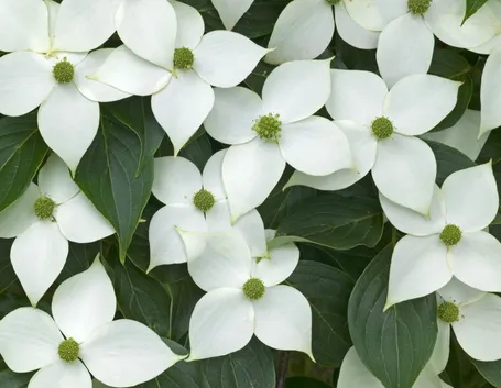 Fiori foglie cornus kousa