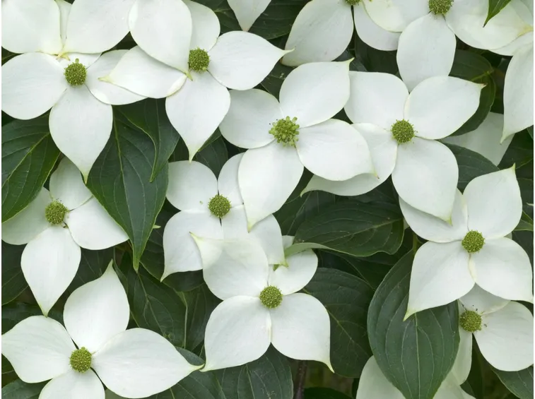 Fiori foglie cornus kousa